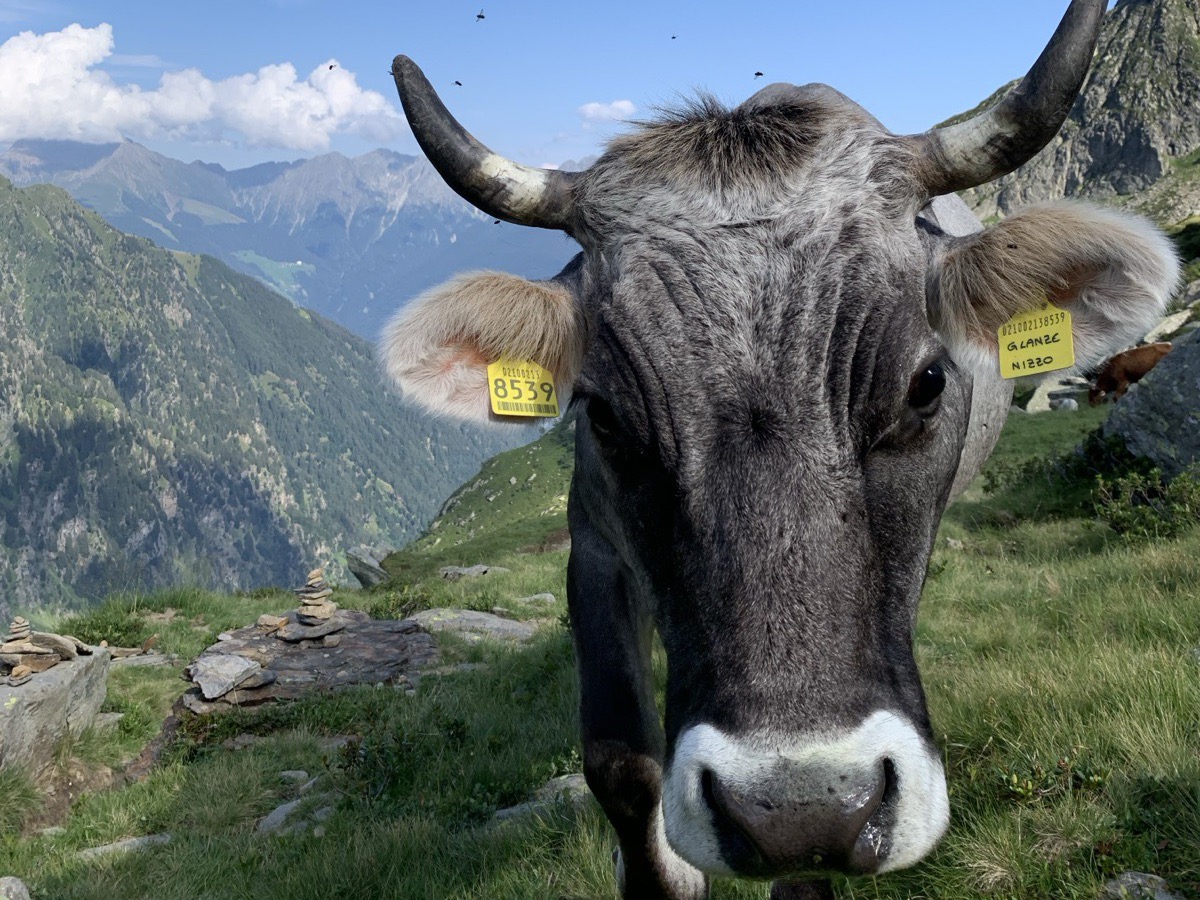 A cow on an alpine meadow above the valley